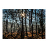 A Special Morning in Heath Warren Woods - Hampshire (Print Only) thumbnail