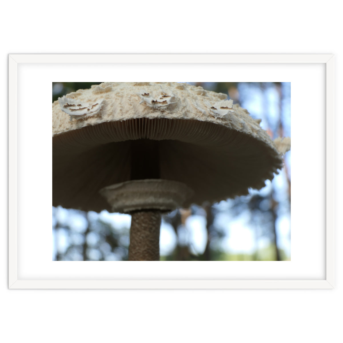 Shelter In The Woods