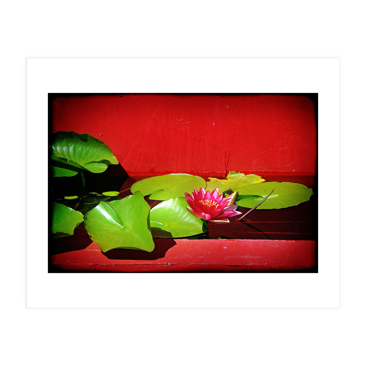 Pond lily (Print Only)
