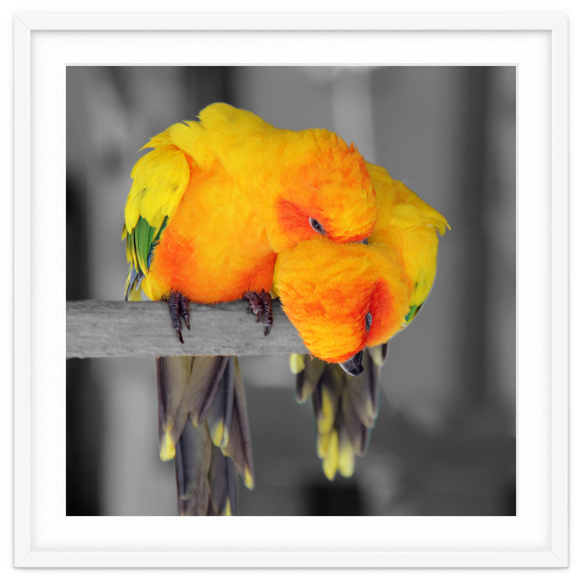 Two sun conures