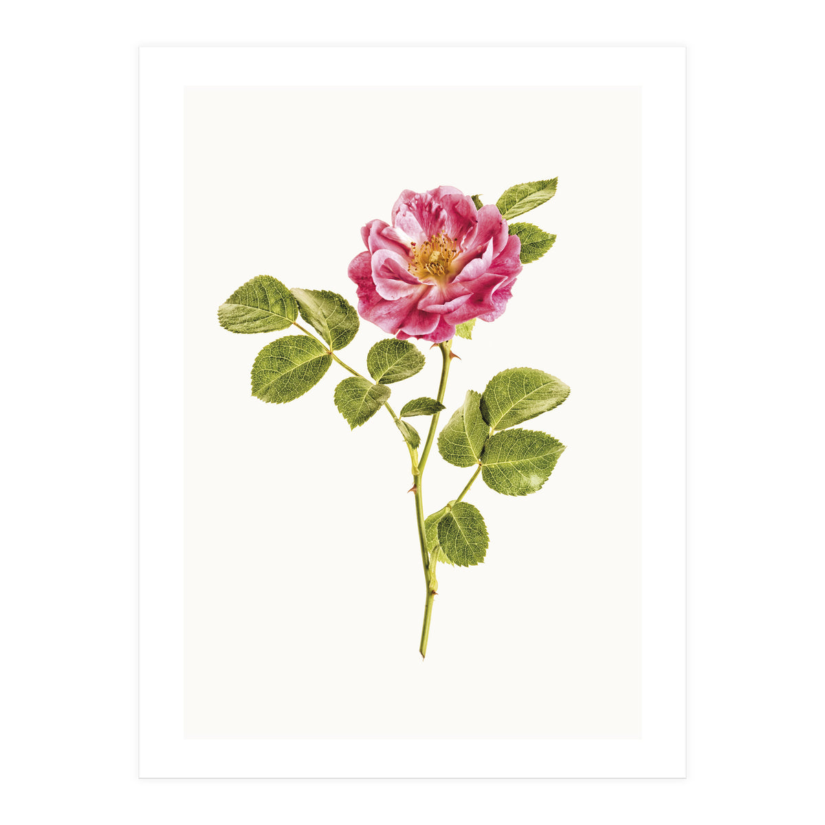 Cc Roses 06 (Print Only)