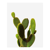 77 (Print Only) thumbnail