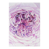 A Rose Is A Rose Std (Print Only) thumbnail
