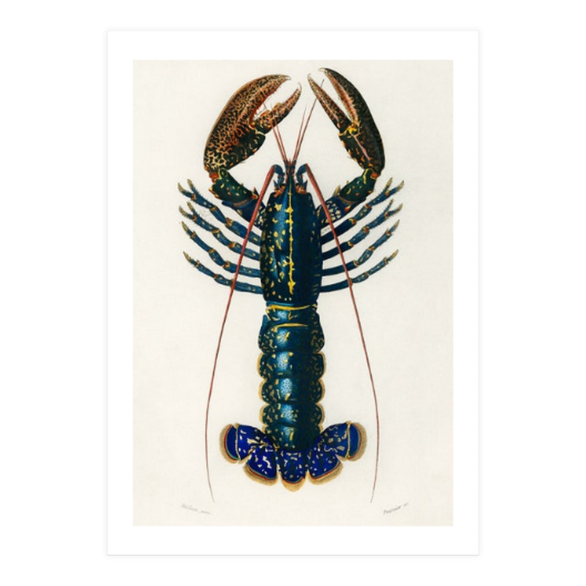Crimson Crawfish illustrated (Print Only)