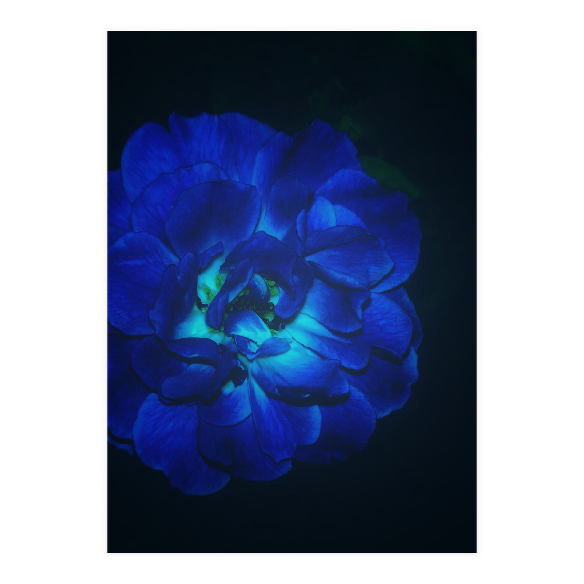 Lucky Blue Rose (Print Only)
