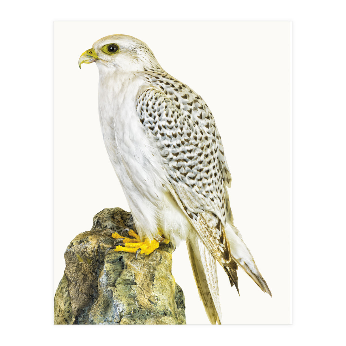 Cc Birds 03 (Print Only)