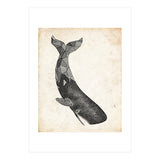 balena (Print Only) thumbnail