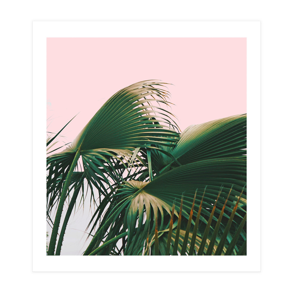 Palm Love (Print Only)