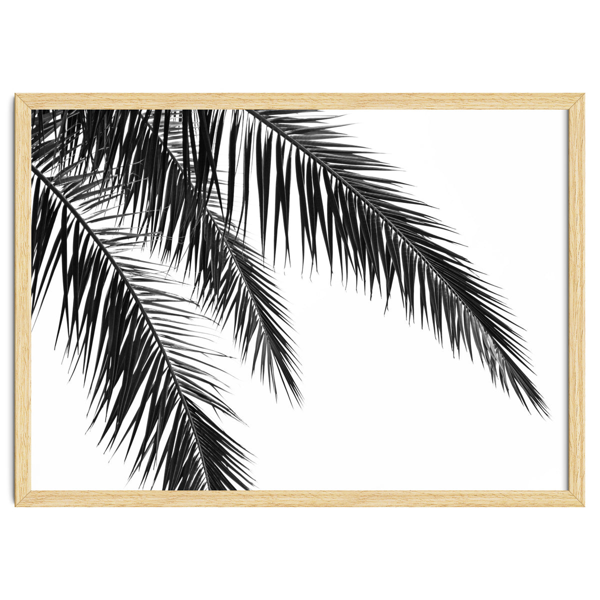 Palm Leaves