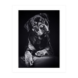 Black Dog (Print Only) thumbnail