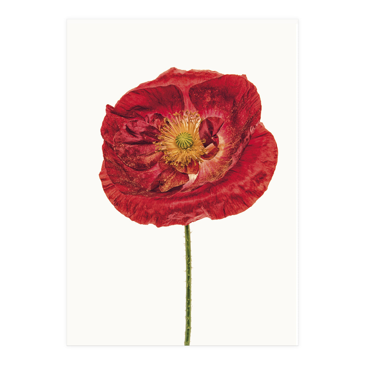 Cc Poppy 05 (Print Only)