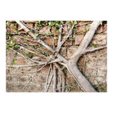 Roots (Print Only) thumbnail