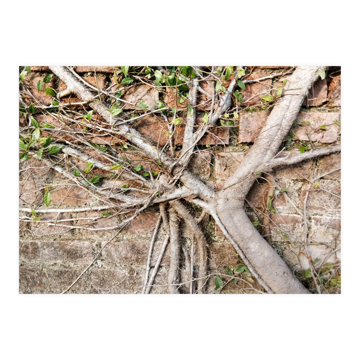Roots (Print Only)