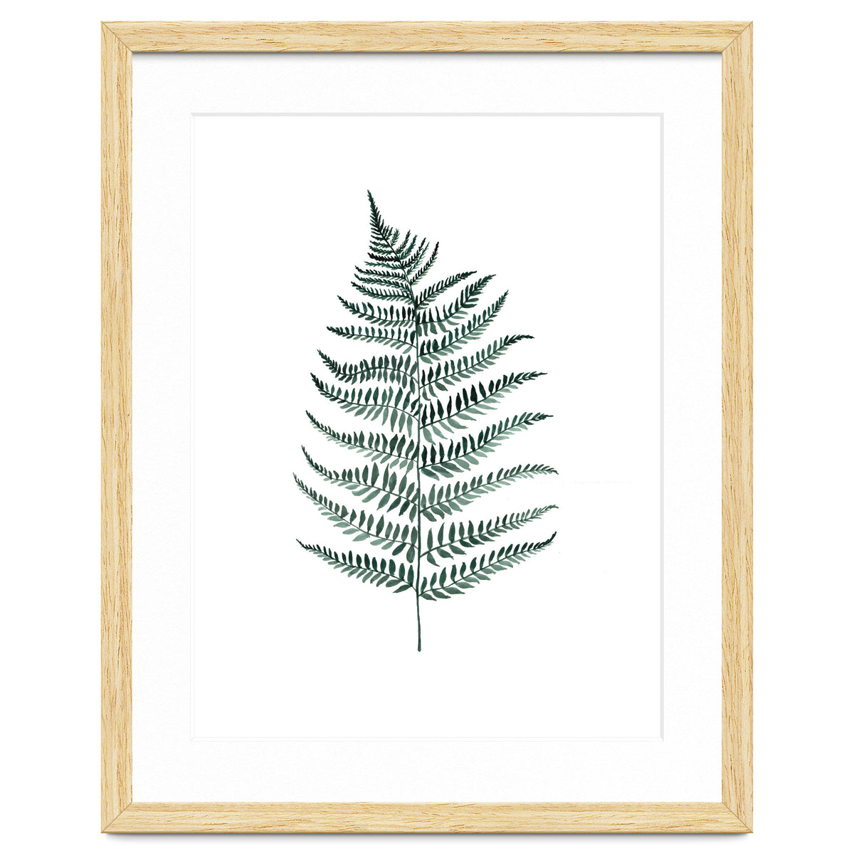Botanical Illustration Silverfern