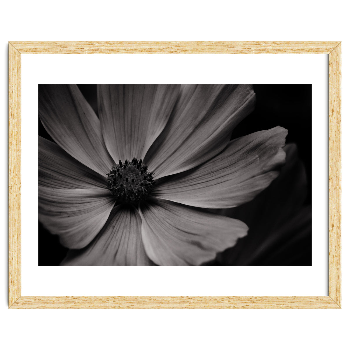 Black And White Flower