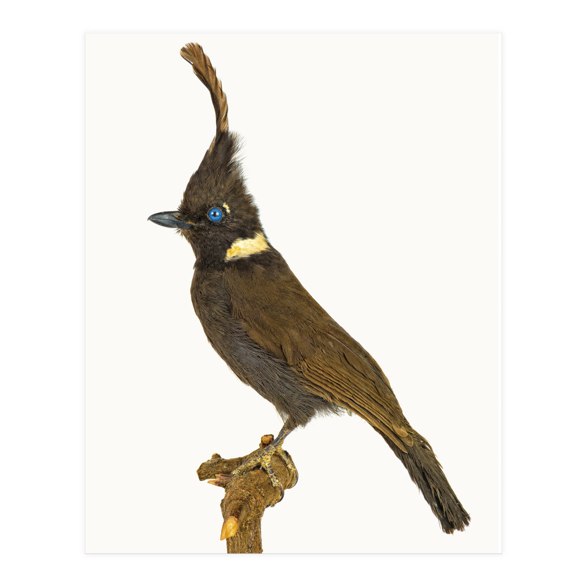 Cc Birds 05 (Print Only)