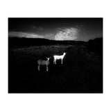 black and white (Print Only) thumbnail