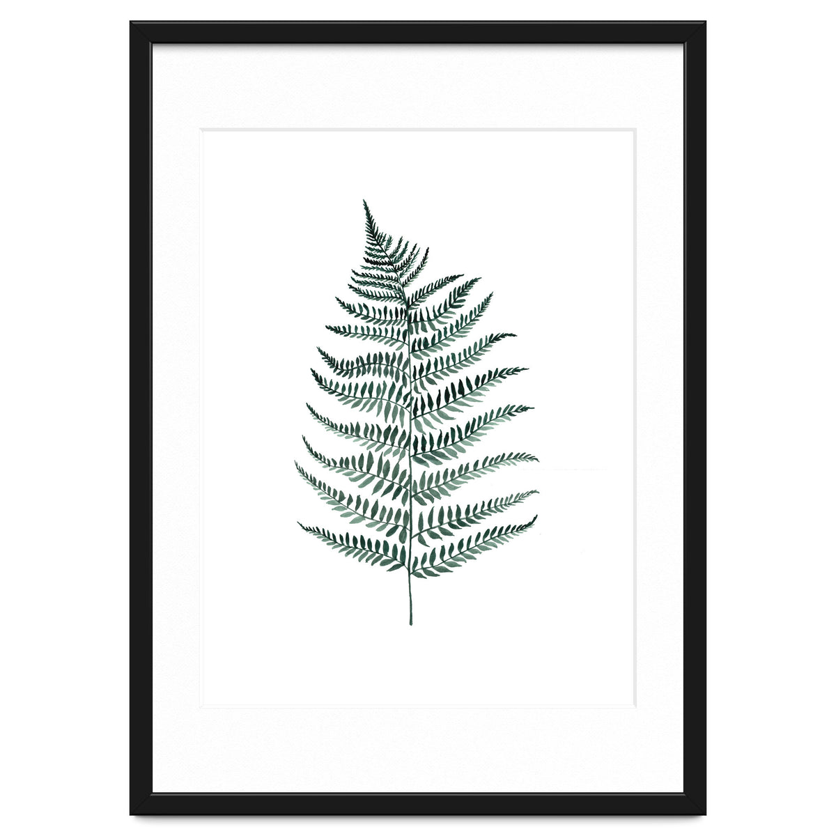 Botanical Illustration Silverfern