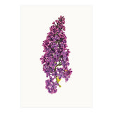 Cc Flower 07 (Print Only) thumbnail