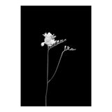 Freesia | dark design  (Print Only) thumbnail