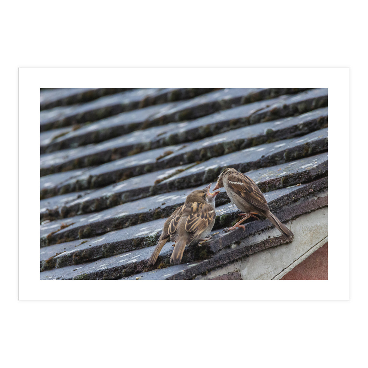 Feeding (Print Only)