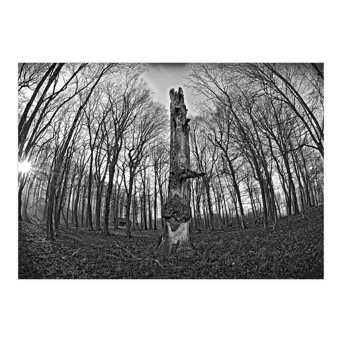 Circle of Growth and decay  (Print Only)