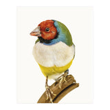 Cc Birds 06 (Print Only) thumbnail