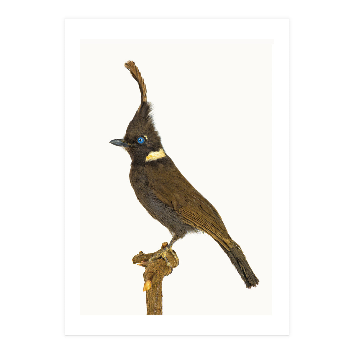 Cc Birds 05 (Print Only)