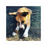 Cooper With Butterfly (Print Only) thumbnail