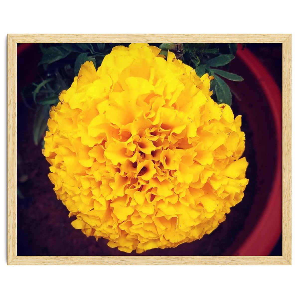 Yellow Chrysanthemum