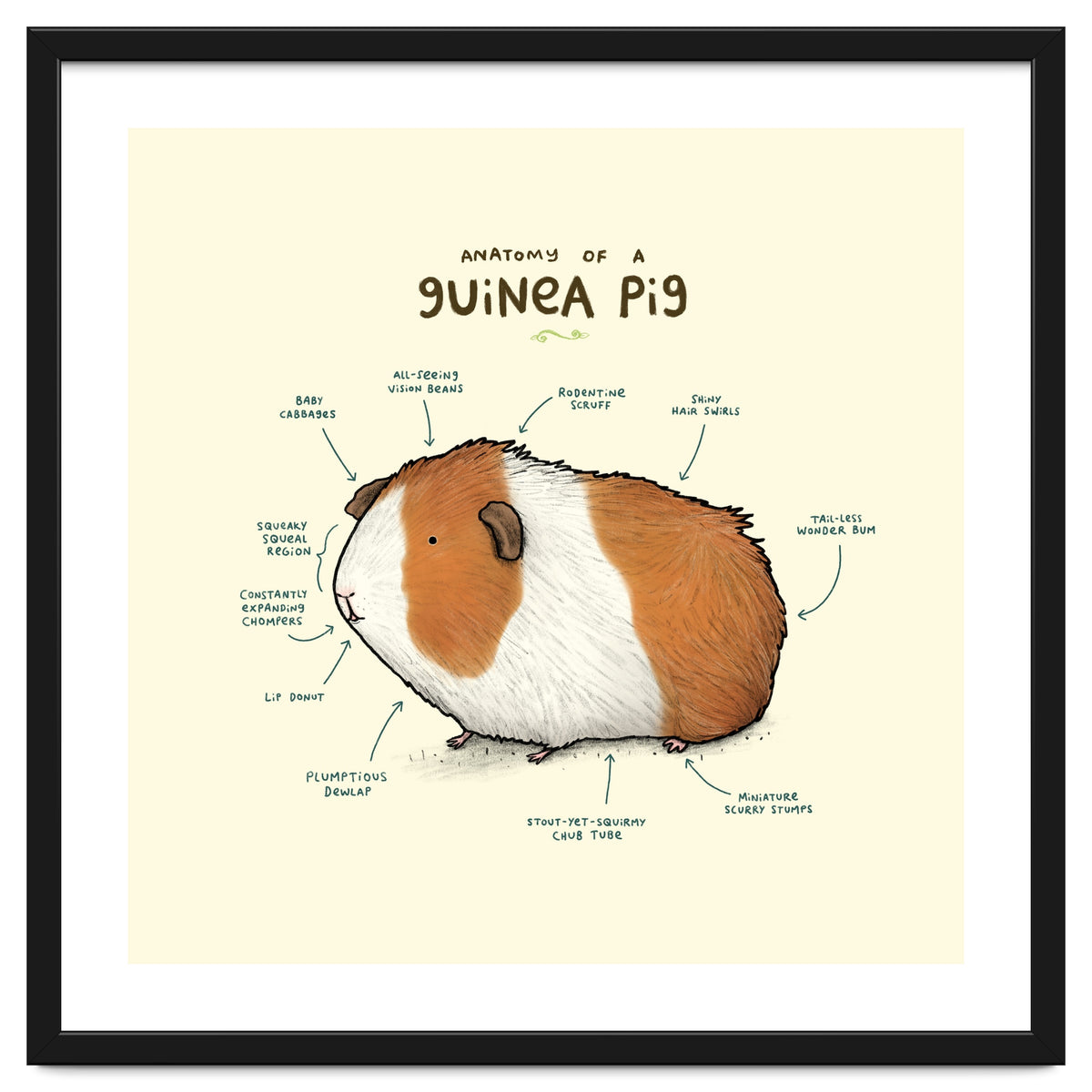 Anatomy Of A Guniea Pig