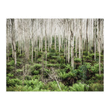 Forest After The Fire (Print Only) thumbnail