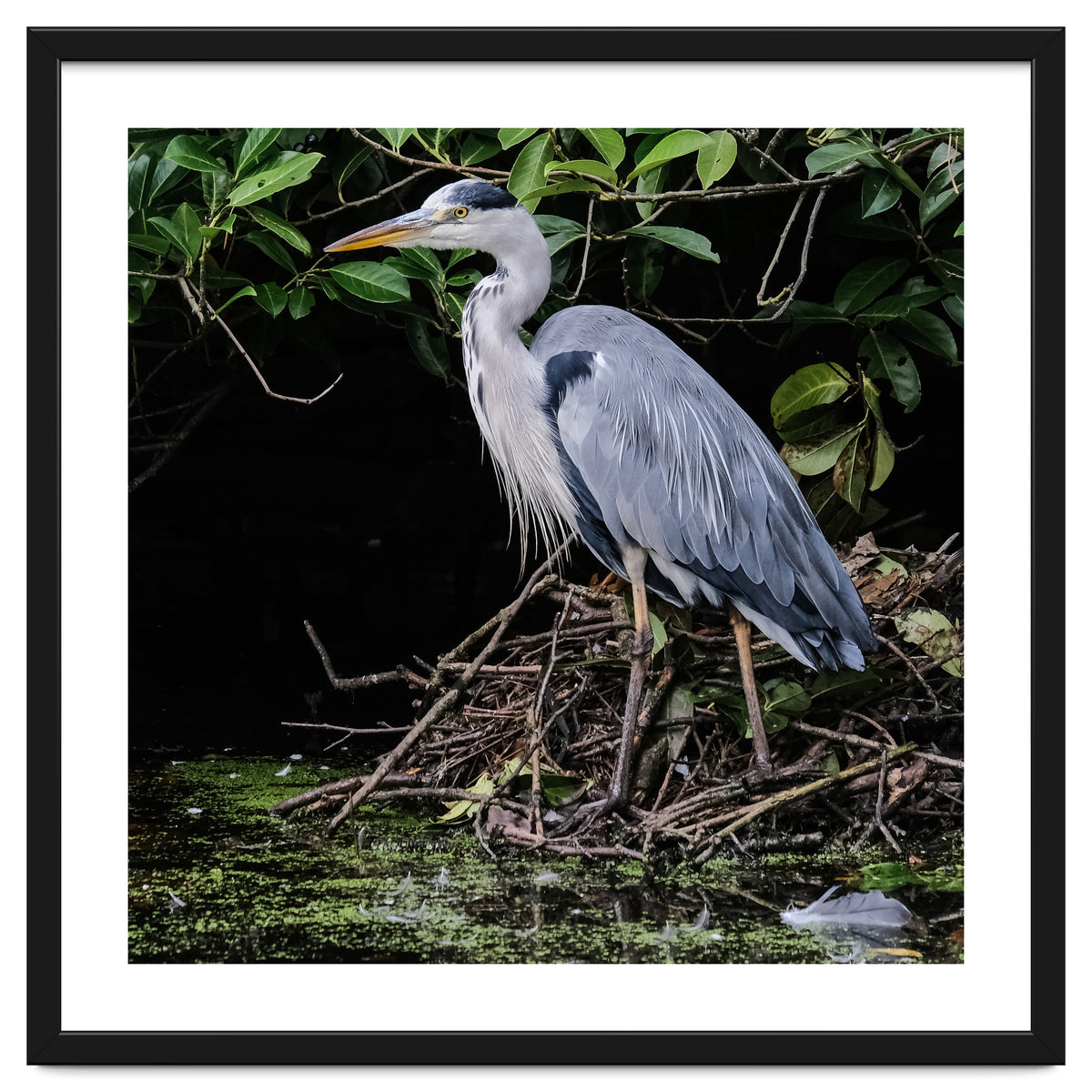 Heron