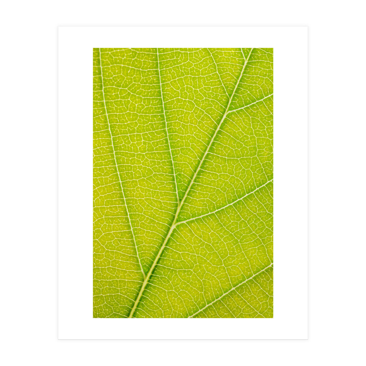 Autumn Leaf (Print Only)