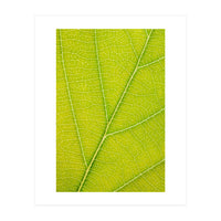 Autumn Leaf (Print Only)