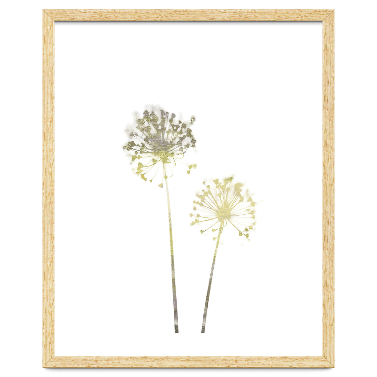 Neutral Dandelions