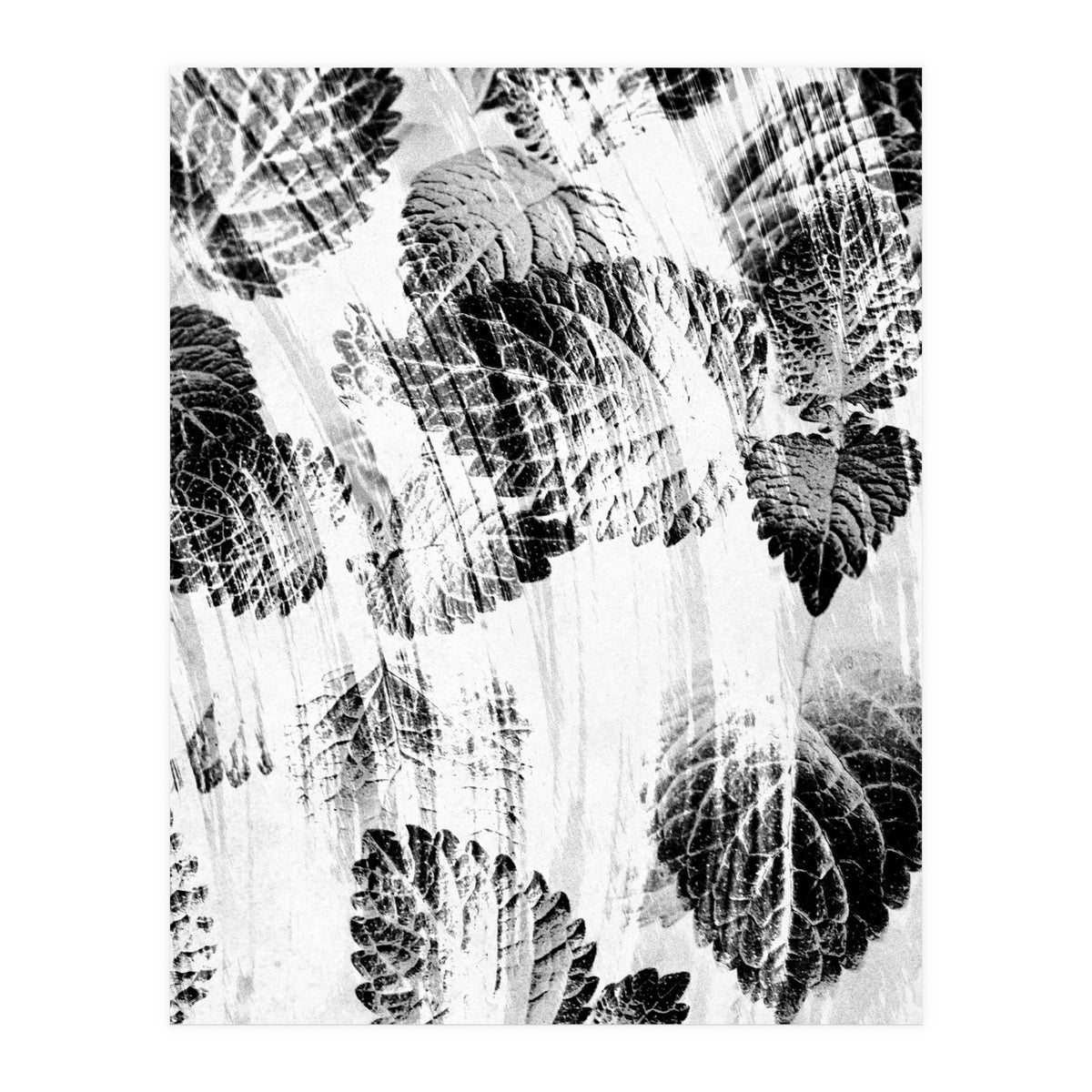 Raining Forest No6 (Print Only)