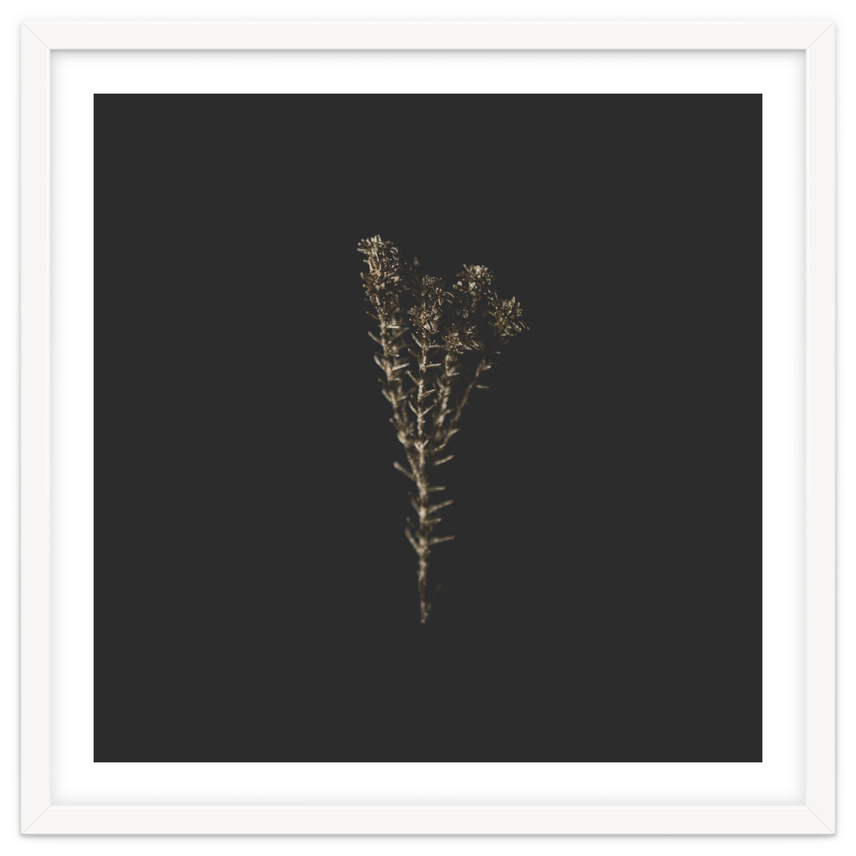 Moody Golden Botanicals - Square