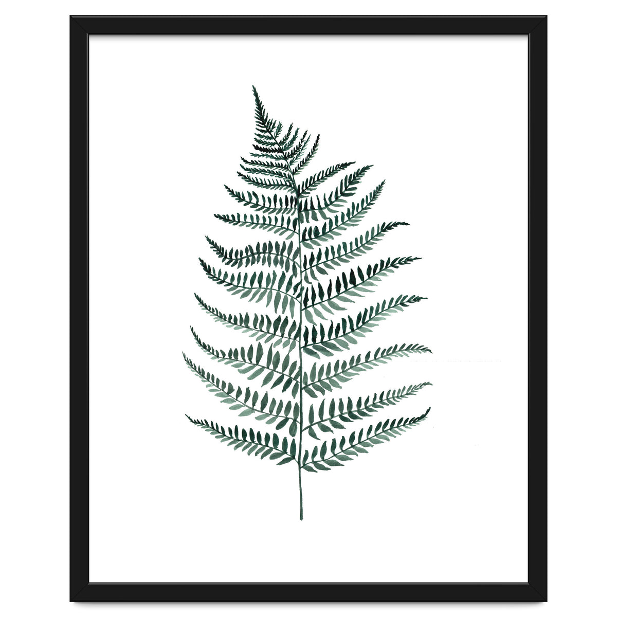 Botanical Illustration Silverfern