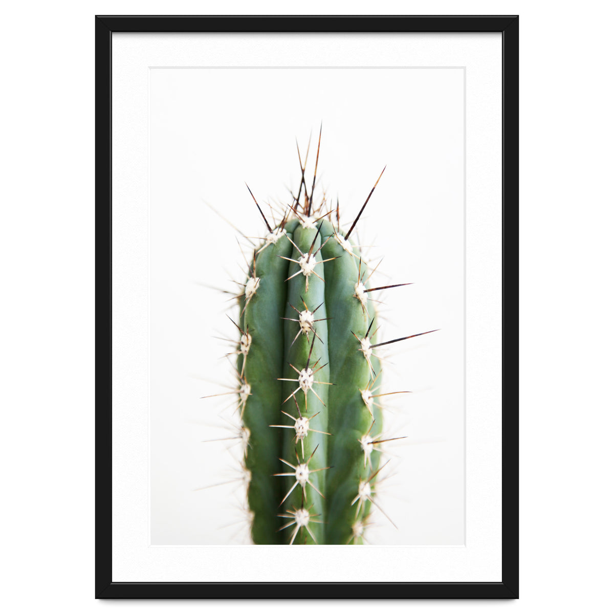 Cacti