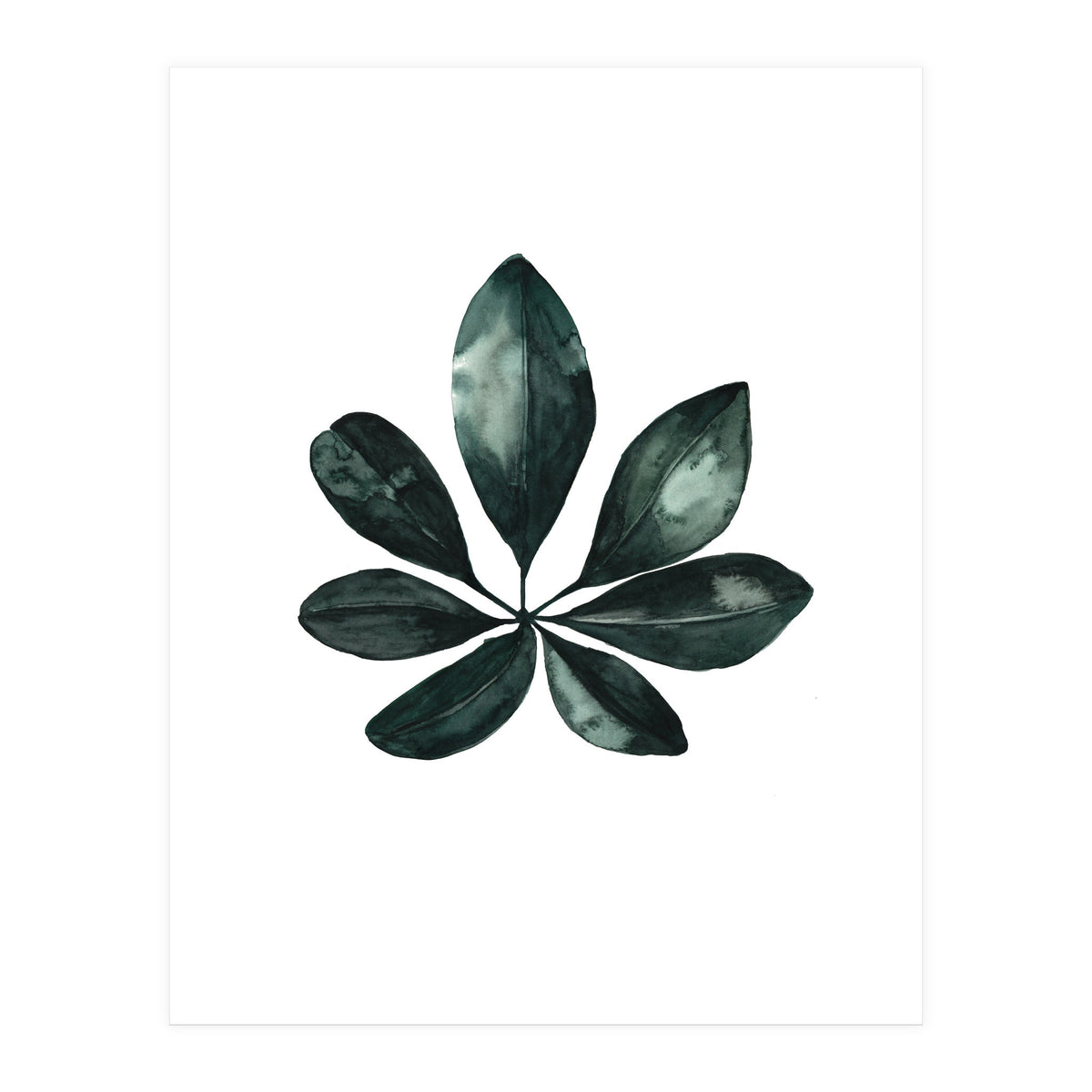 Botanical Illustration Arboricola Schefflera (Print Only)