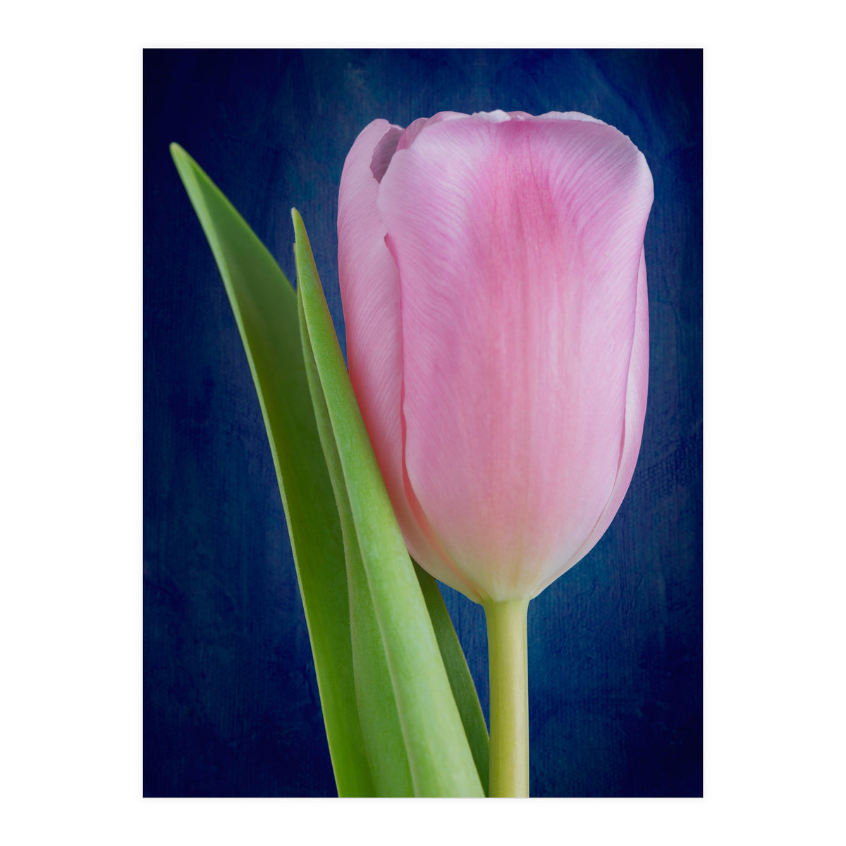 Tulip (Print Only)