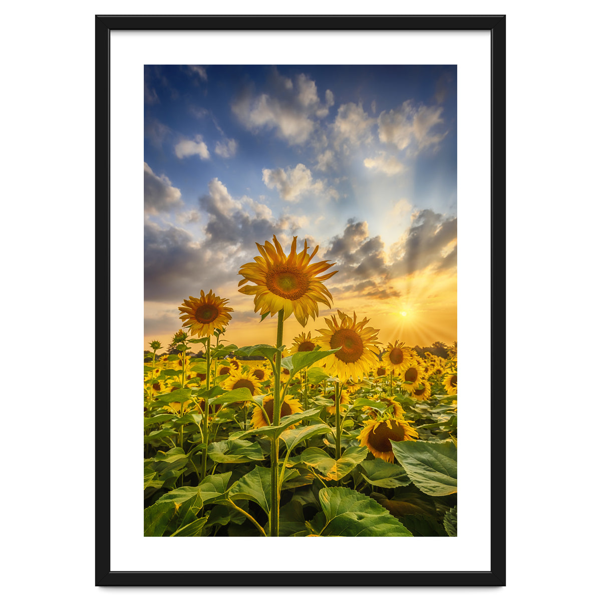 Sunset with beautiful sunflowers