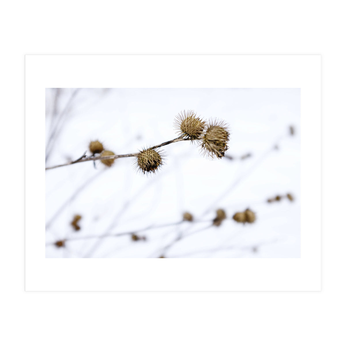 Winter Thistles (Print Only)