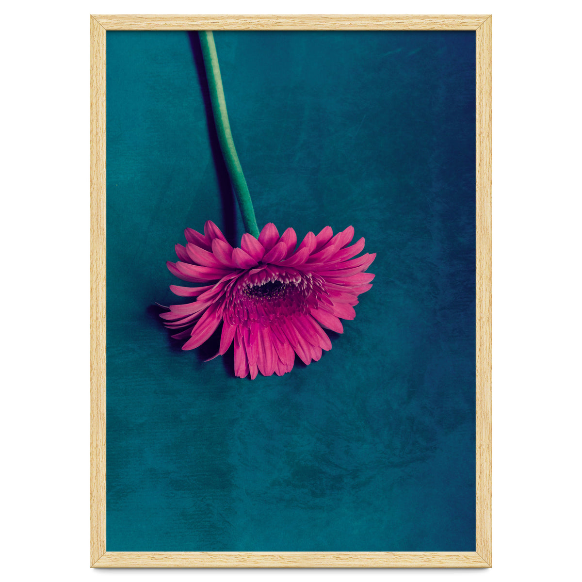 Gerbera for love