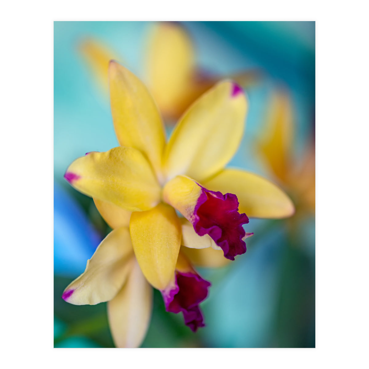 Cattleya Orchidee (Print Only)