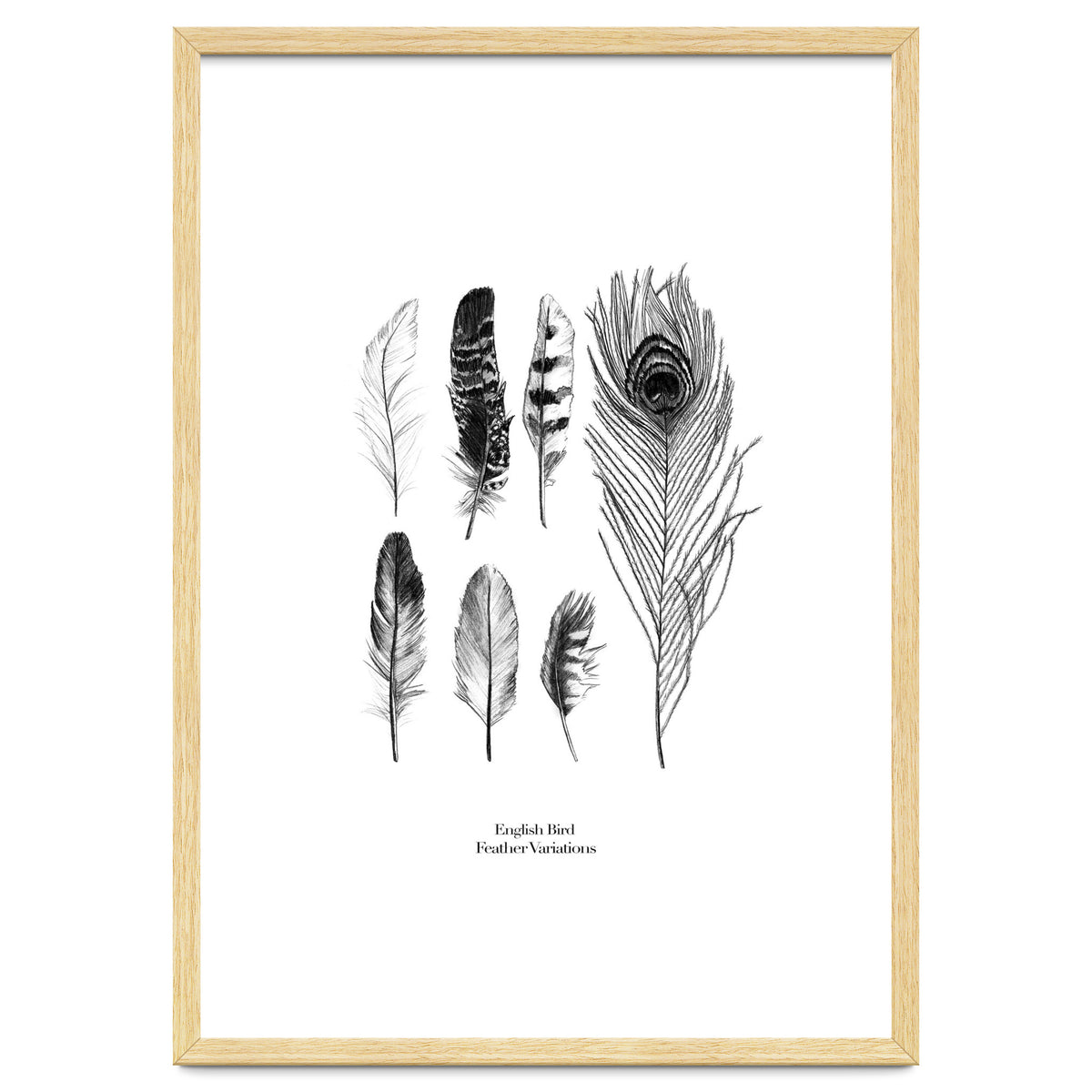 English Feather Variations