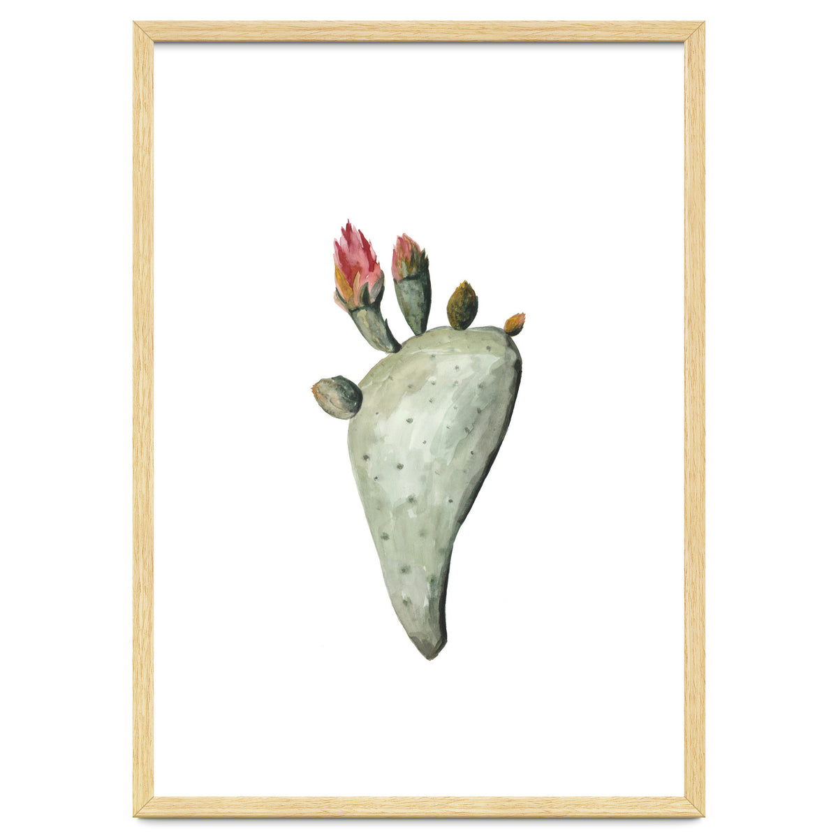 Botanical Illustration Cactus Flowers