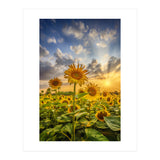 Sunset with beautiful sunflowers (Print Only) thumbnail