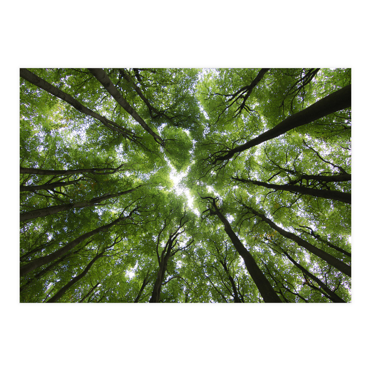 Beechwood (Print Only)